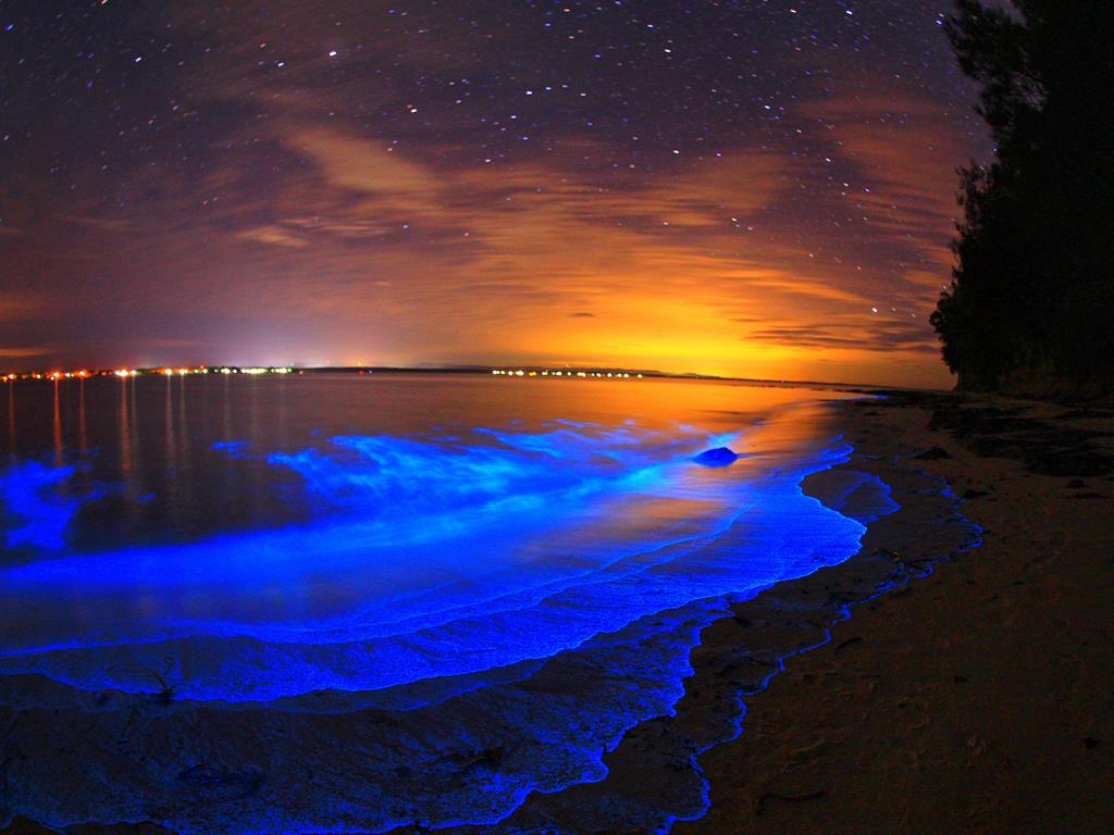 'A Magical Experience': Beautiful Images Capture Rare Bioluminescent