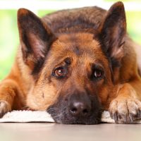 Michigan Approves $360 in Weekly Unemployment to a German Shepherd