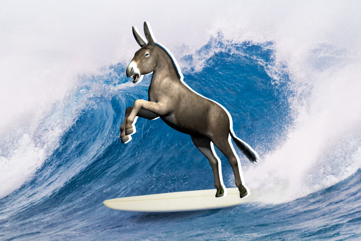 [Image: 17-surfing-donkey.w710.h473.jpg]