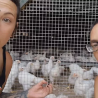 ‘Trans-Feminist’ Vegan Group Releases Pro-Chicken Video Where Hens Are Separated by Roosters Who Rape Them Without Consent