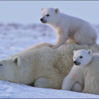 ‘Climate’ activists seek to ditch polar bear pics as growing populations defy ’emergency’ narrative